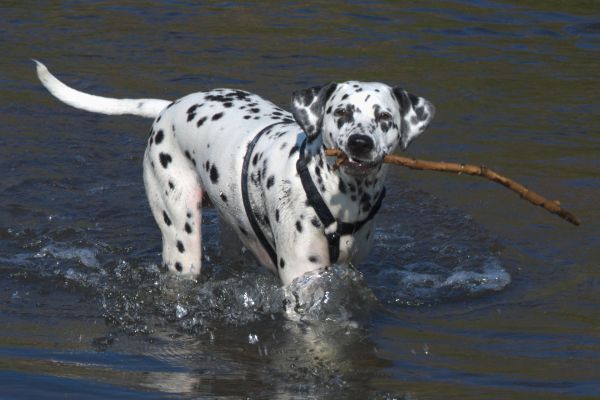 Kroatien - Dalmatiner